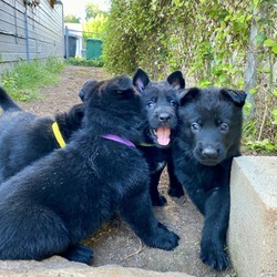 K9BestBuds