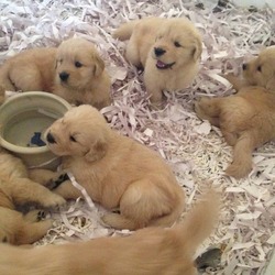 Golden Retriever Puppies Store