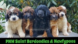 PNW Saint Berdoodles & Newfypoos