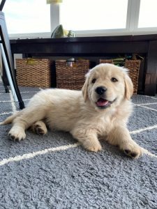 Golden Retriever Puppies For Sale