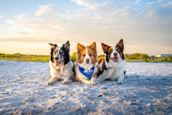 RipTide Border Collies