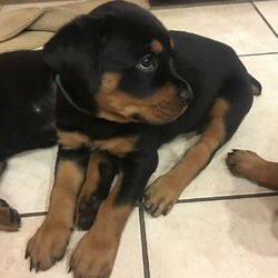 goodwillrottiehomes