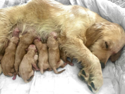 VinoandRosé Golden Retrievers