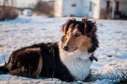 Pemberley Old-Time Scotch Collies