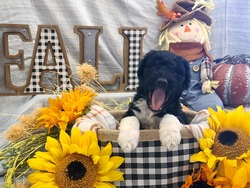 Haydays Poodles 'N' Doodles