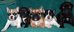 Watts English & French Bulldogs