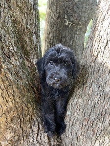 Trahan Labradoodles