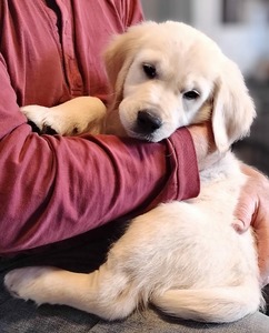 Elite White Goldens