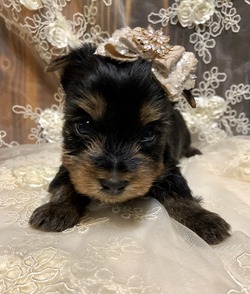 Hetzels Enchanted Yorkies