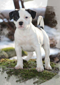 Northern Woods American Bulldogs