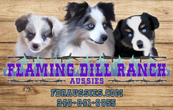 Flaming Dill Ranch Aussies