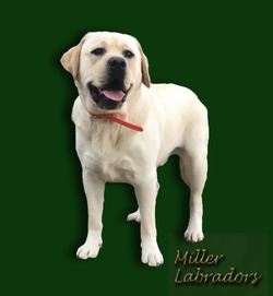 Miller Labradors