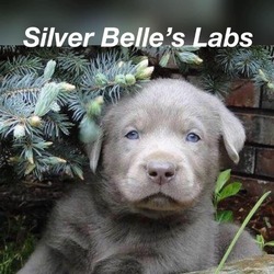 Silver Belle's Labs