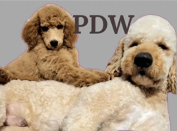 Poodle Doodle World