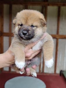 Fesmire Shiba Inu