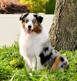 Silver Linings Australian Shepherds