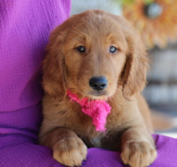 Golden retriever puppies 4 U