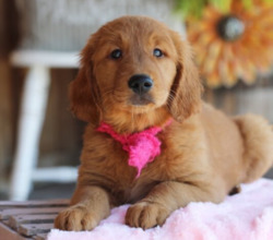 Golden retriever puppies 4 U