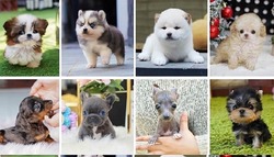 Puppies and Dogs For Sale