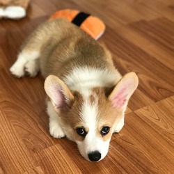 Downtown Corgi Pups