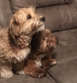 Spring Sunshine Havanese