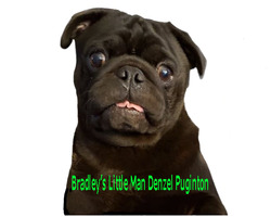 Bradley's Pugs