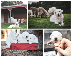 2J 2K Maremma Sheepdogs