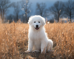 2J 2K Maremma Sheepdogs