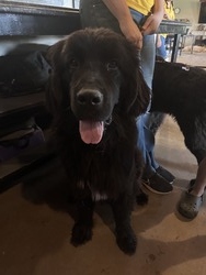 Wolf Creek Newfoundlands