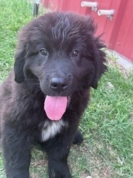 Wolf Creek Newfoundlands