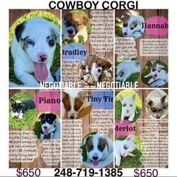 Cowboy corgi