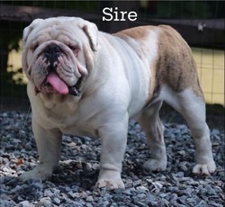 MH English Bulldogs