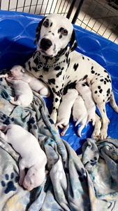 Breed Winner Dalmatians