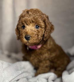Elite Family Poodle