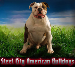 Steel City American Bulldogs