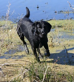 kandrlabradors