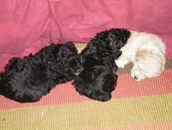 Patsy's Toy Poodles