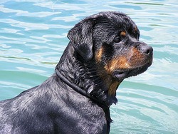 Rottweilers Royal