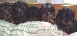 Le Caring's AKC Dachshunds