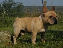 Valentine's Bullmastiff & French Bulldog's