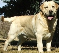 Piney Creek Labradors