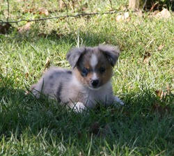 Callie's Toy Aussies