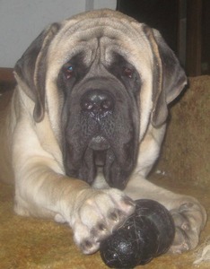 Devincourt Mastiffs