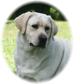 Acornoak Labradors