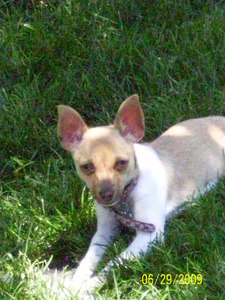 Blue Skies Toy Rat Terriers