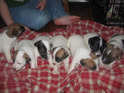 Jack Russell Terrier Pups