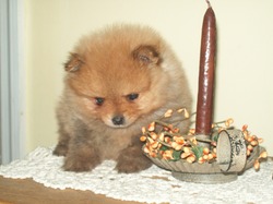 Haven's Precious Pomeranian's