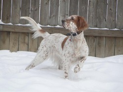 Socko's Kennel (Llewellin Setters) 