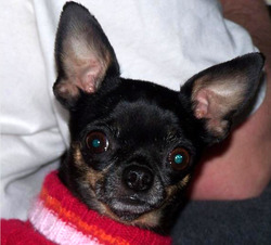 Nashville Chihuahua