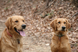 The Golden Paws